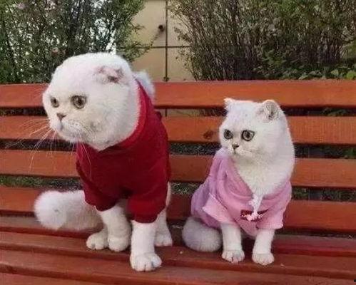 娱乐吃瓜君说刘二豆没了,娱乐吃瓜君揭秘背后真相